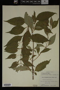 Image Associated With the Occurrence