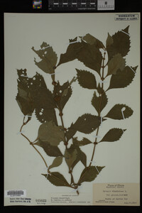 Image Associated With the Occurrence