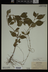 Image Associated With the Occurrence