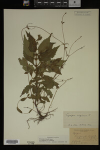 Image Associated With the Occurrence