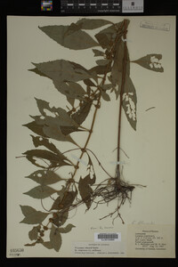 Image Associated With the Occurrence