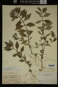 Image Associated With the Occurrence