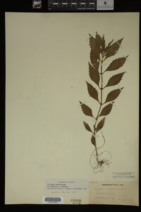 Image Associated With the Occurrence