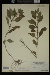 Image Associated With the Occurrence
