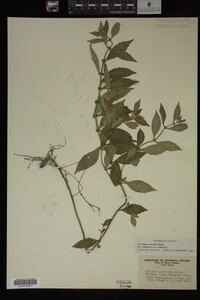 Image Associated With the Occurrence