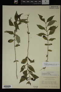 Image Associated With the Occurrence