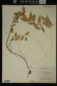 Image Associated With the Occurrence
