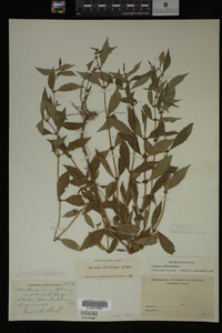 Image Associated With the Occurrence