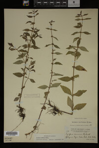 Image Associated With the Occurrence