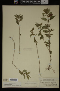 Image Associated With the Occurrence