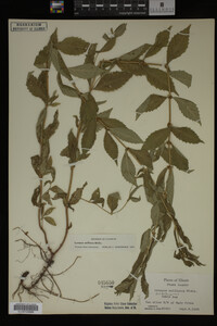 Image Associated With the Occurrence