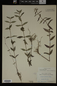 Image Associated With the Occurrence