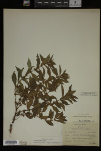Image Associated With the Occurrence