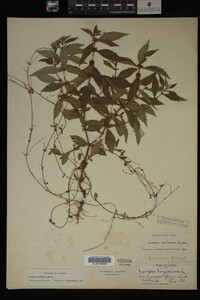 Image Associated With the Occurrence