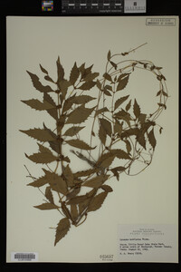 Image Associated With the Occurrence