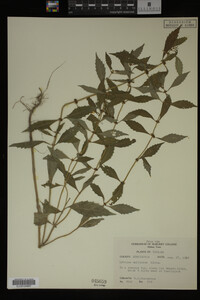 Image Associated With the Occurrence