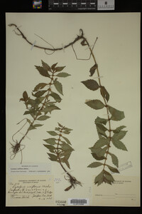 Image Associated With the Occurrence