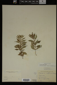 Image Associated With the Occurrence