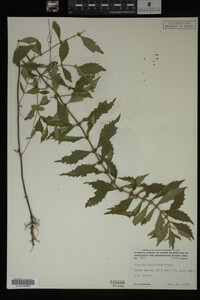 Image Associated With the Occurrence