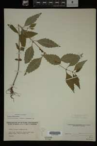 Image Associated With the Occurrence