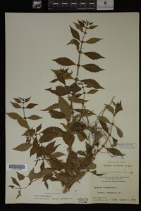 Image Associated With the Occurrence