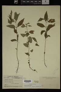 Image Associated With the Occurrence