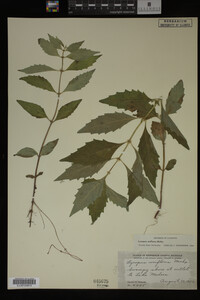 Image Associated With the Occurrence