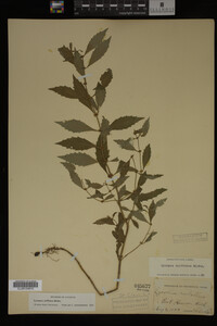 Image Associated With the Occurrence