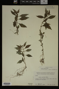 Image Associated With the Occurrence