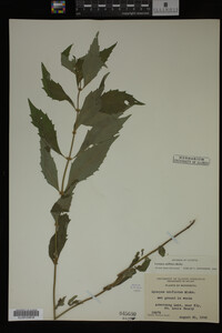 Image Associated With the Occurrence