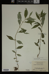 Image Associated With the Occurrence