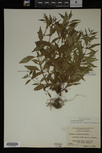 Image Associated With the Occurrence