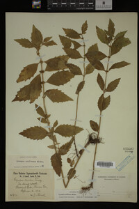 Image Associated With the Occurrence