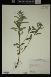 Image Associated With the Occurrence