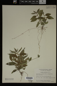 Image Associated With the Occurrence