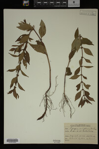 Image Associated With the Occurrence