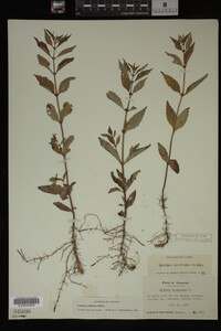 Image Associated With the Occurrence