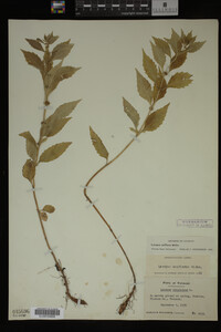 Image Associated With the Occurrence