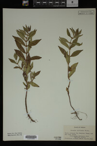 Image Associated With the Occurrence