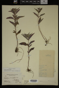 Image Associated With the Occurrence