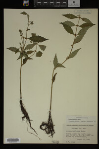 Image Associated With the Occurrence