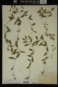 Image Associated With the Occurrence