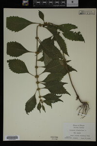 Image Associated With the Occurrence