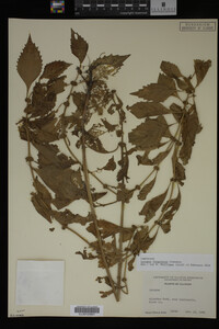 Image Associated With the Occurrence