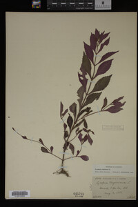 Image Associated With the Occurrence