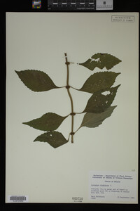 Image Associated With the Occurrence