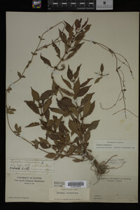 Image Associated With the Occurrence
