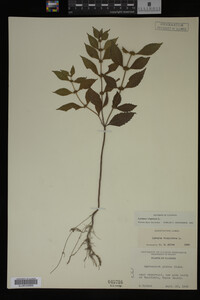 Image Associated With the Occurrence