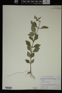 Image Associated With the Occurrence
