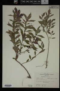 Image Associated With the Occurrence